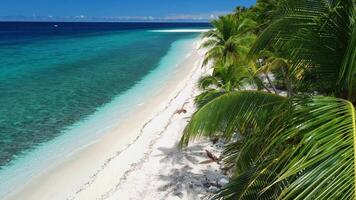 Maldives islands, tropical beach with palms on a sunny day and blue ocean. Aerial view between the palm trees video