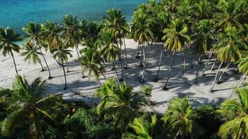 Maldives tropical beach with palms and blue ocean. Holiday vacation footage. Aerial view video