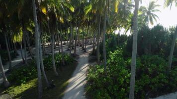 aérien vue parmi noix de coco paume des arbres à vacances Maldives île. paumes et lumière du soleil video