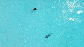 kvinna simning med stingrocka i maldiverna. sting stråle fiskar simning i blå hav, antenn se video