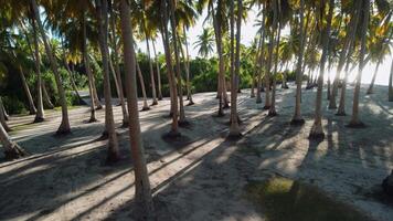 aereo fuco Visualizza tra Noce di cocco palma alberi a Maldive isola. palme su soleggiato giorno video