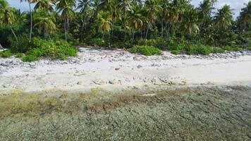 Maldiven eilanden kustlijn met oceaan, tropisch strand en handpalmen. antenne visie video