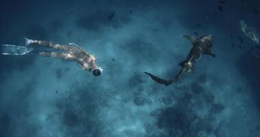 vrouw glijdt onderwater- met verpleegster haai in tropisch blauw zee video