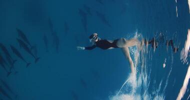 Professional woman freediver in fins dives into the depths for dolphins pod. Swimming with dolphins in blue ocean video