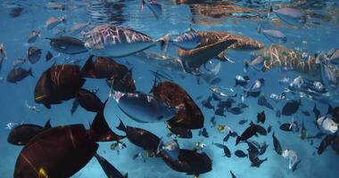 nuoto con un' lotto di tropicale pesce e infermiera squali nel tropicale mare. scuola di pesce e squali nel blu oceano, Maldive video