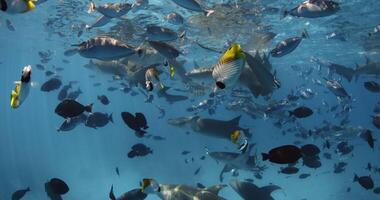 simning med en massa av tropisk fisk och sjuksköterska hajar i tropisk hav. skola av fisk och hajar i blå hav video