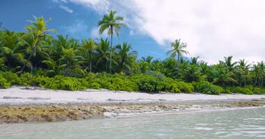 Maldive tropicale spiaggia con palme su isola. estate e tropicale vacanza concetto. video