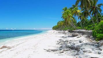 Maldiven tropisch strand met palmen en blauw oceaan, zonnig dag. antenne visie tussen de palm bomen video