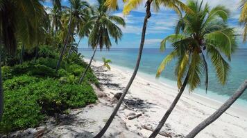 Maldiven eilanden, tropisch strand met kokosnoot palmen en blauw oceaan. antenne visie tussen de palm bomen video