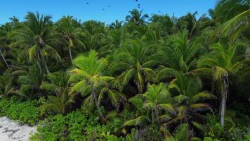 Maldives islands coastline, tropical beach with palms. Aerial view video