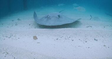 bucear con mantarraya submarino en Maldivas. picadura rayo nadando con peces en azul Oceano video