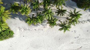 Tropical beach with palms and blue ocean in Maldives. Aerial top view video