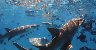 simning med en massa av tropisk fisk och sjuksköterska hajar i tropisk hav. skola av fisk och hajar i hav, maldiverna video