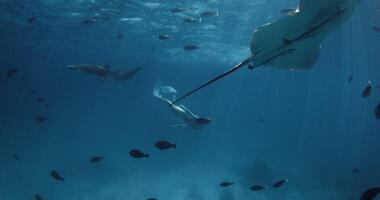 mujer apneísta nadando submarino con tropical peces en azul Oceano en el Maldivas. video