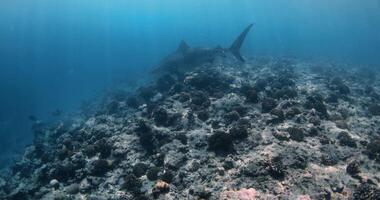 Tigre tiburón nada en azul océano. buceo con Tigre tiburones en Maldivas video