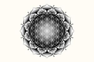 sagrado loto yantra mándala, místico flor de vida. sagrado geometría, vector logo gráfico elemento aislado. místico icono semilla de vida, geométrico dibujo firmar, esotérico loto flor en blanco antecedentes