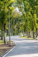 Nice green forest landscape in the city photo