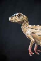 Velociraptor dinosaur  in the dark photo