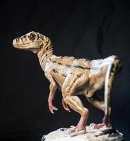 Velociraptor dinosaur  in the dark photo