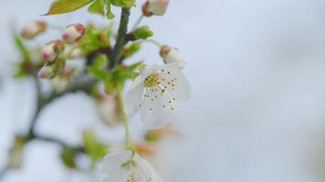vit vår blommor på träd i trädgård. blommande ljuv körsbär eller prunus avium. stänga upp. video