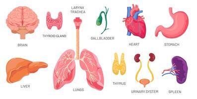 Internal organs. Human anatomical body parts, brain, stomach, kidney and spleen. Cartoon urinary system, heart and lungs. Organ vector set