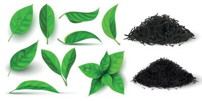 Realistic dry and fresh leaves for black and green tea. 3d herbal leaf and branch with dew water drops. Natural dried tea piles vector set