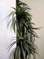 Houseplant with narrow leaves. Background with houseplant photo