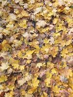 Fallen leaves. Background of fallen autumn leaves. Yellow autumn leaves photo