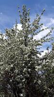 Apple tree in bloom. Apple tree blossom. Blooming apple tree branches against the sky photo