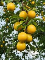 Cherry plum fruits. Ripe yellow cherry plum fruits. Fruit harvest photo