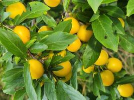 Cherry plum fruits. Ripe yellow cherry plum fruits. Fruit harvest photo