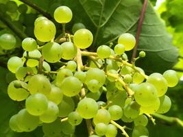 Grape. Bunches of light grapes. Natural background with grapes photo