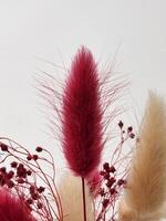 Dry ornamental grass. Dried plants. Dry plant stems on white background photo