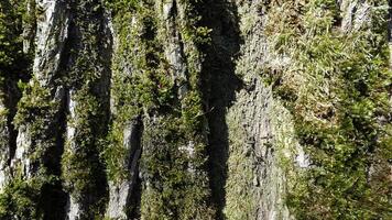 Tree bark with sprouted moss. Tree bark with green moss photo