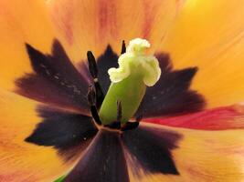 tulipán flor. tulipán flor cerca arriba. floral antecedentes para postc foto