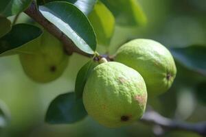 ai generado guayaba Fruta árbol. generar ai foto