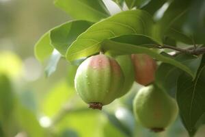 AI generated Ripe guava fruit. Generate AI photo