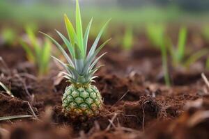 AI generated Pineapple growth cultivation farm field. Generate ai photo