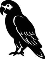 loro gris africano negro silueta vector