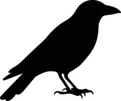 crow black silhouette vector