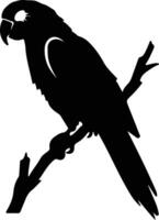 parrot black silhouette vector