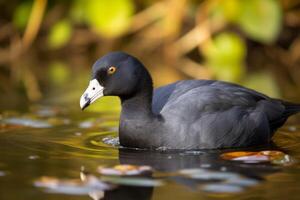 ai generado americano focha negro pájaro buscar alimento. generar ai foto