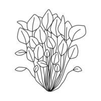 Watercress isolated on white. Black and white vector illustration