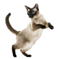 AI generated Siamese cat poses on transparent background png