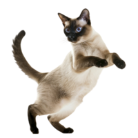 ai gegenereerd Siamees kat poses Aan transparant achtergrond png