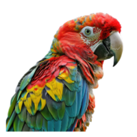 AI generated red and yellow macaw png