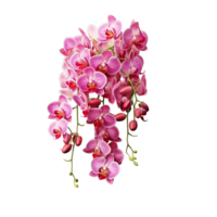 ai gegenereerd bundel van hing orchideeën transparant achtergrond png