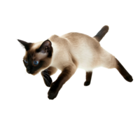 ai genererad siamese katt poser på transparent bakgrund png