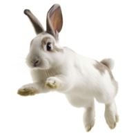 ai généré lapin sur une transparent Contexte png