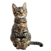 AI generated Striped kitten on transparent background png